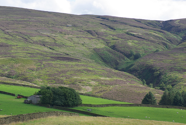 Moorfield Views and wildlife