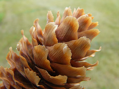 Blue Spruce cone