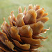 Blue Spruce cone