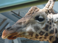 Portrait of a Giraffe