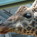 Portrait of a Giraffe