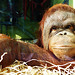 monkey world ape rescue centre, dorset