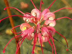 Grevillea