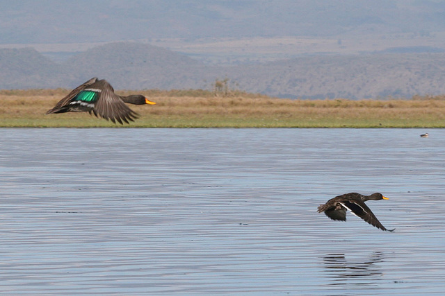 Ducks in flight