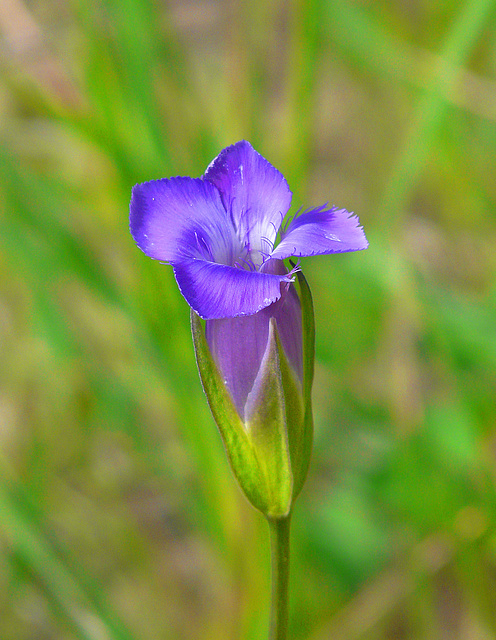 Fringed Gentian