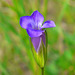 Fringed Gentian