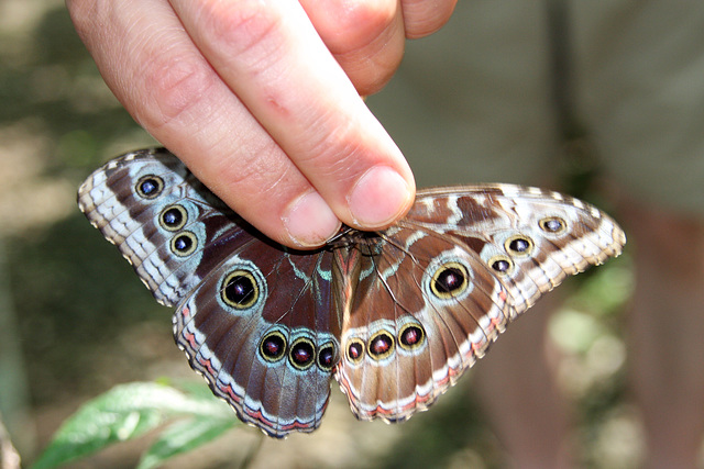 Blue Morpho butterfly