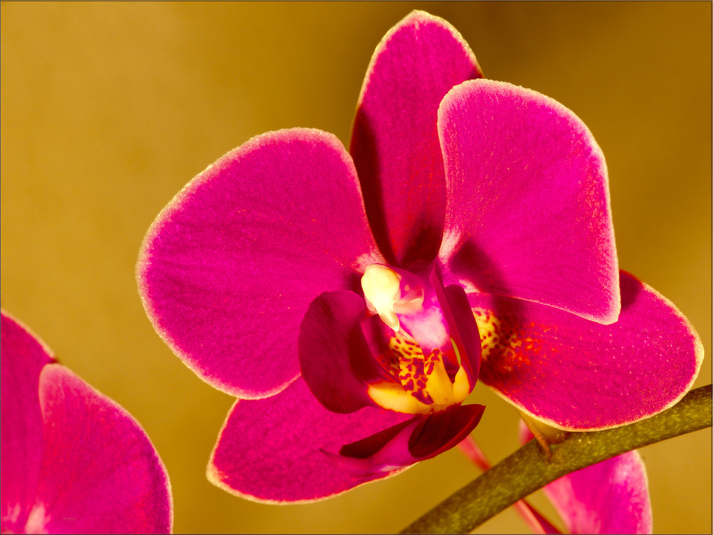 Phalaenopsis in Red (#1)