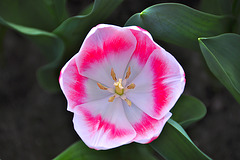 Keukenhof 2012 – Tulip