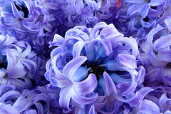 Keukenhof 2012 – Hyacinth