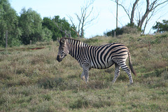 Zebra