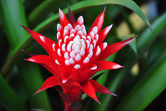 Keukenhof 2012 – Guzmania Hope