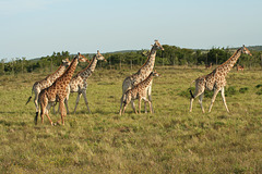 Giraffe family on the move