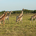 Giraffe family on the move