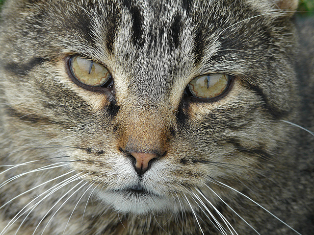 Little cat on the Prairie