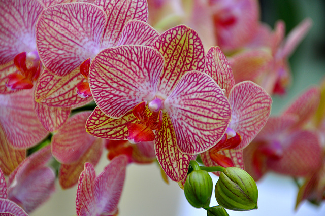 Keukenhof 2012 – Orchid