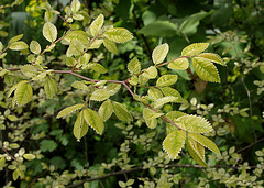 Ulmus parvifolia 'Geisha '