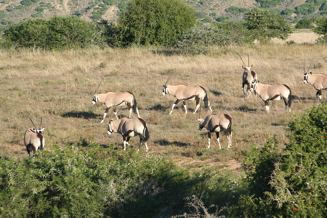 Oryx herd