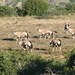 Oryx herd
