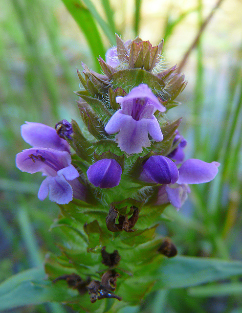 Selfheal