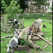 churchyard goats