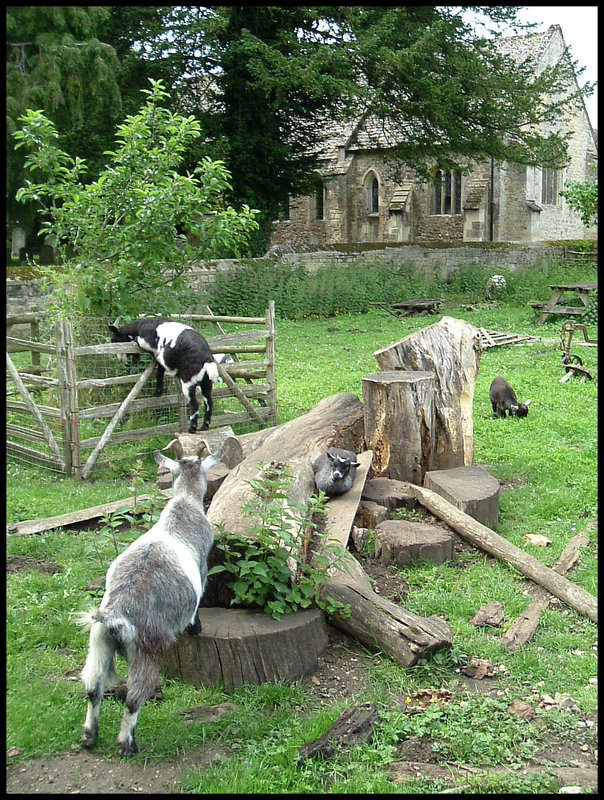 churchyard goats