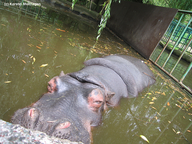 Flußpferd Tana (Opel-Zoo)