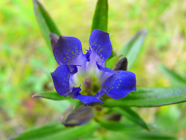 Prairie Gentian