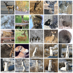 Wild Animals of Alberta, Page 2
