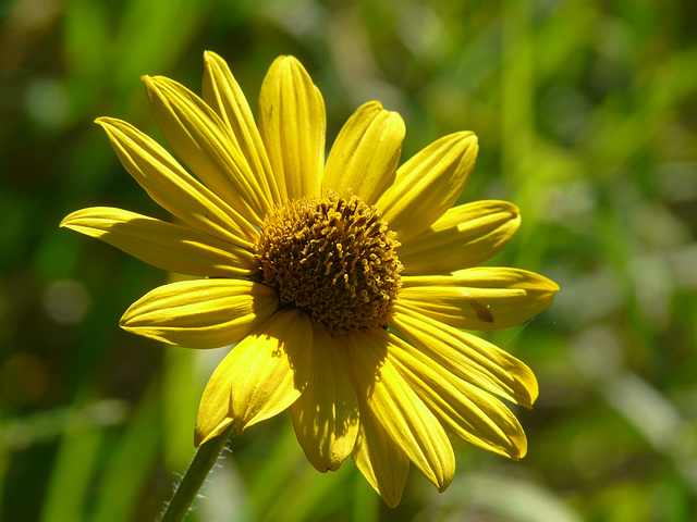 Nuttall's Sunflower