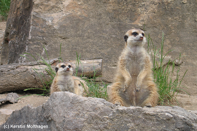 Erdmännchen (Opel-Zoo)