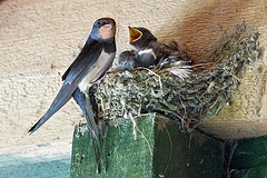 Swallow with young