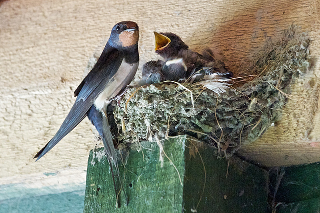 Swallow with young