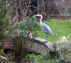 Heron in Sydenham SE26