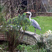 Heron in Sydenham SE26