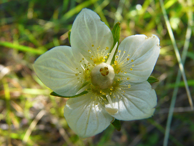 Grass-of-Parnassus