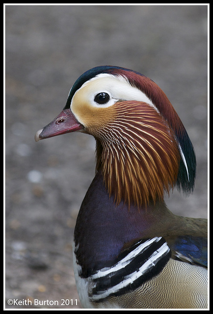 Mandarin Duck