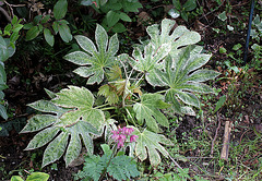 Fatsia hybride