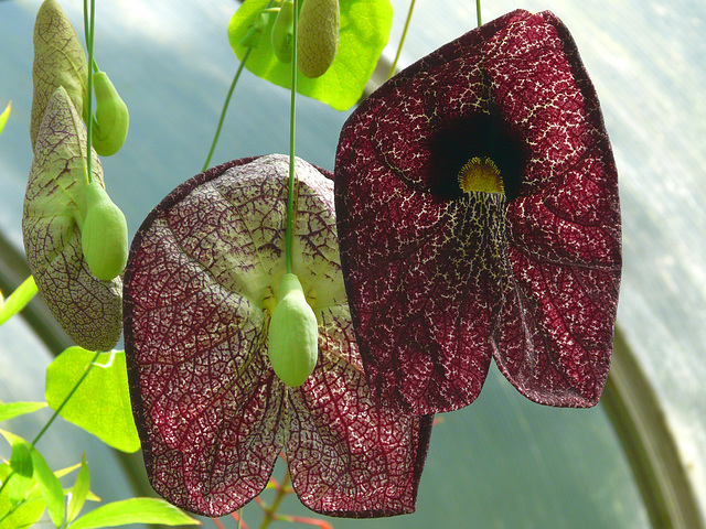 Dutchman's Pipe