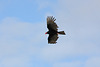 Turkey vulture