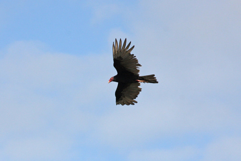 Turkey vulture