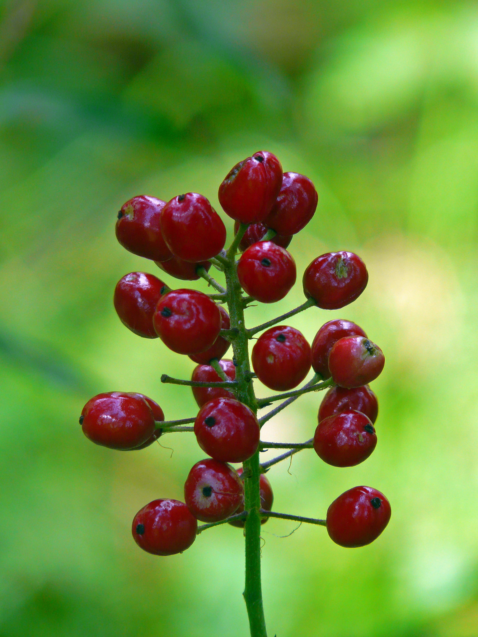 Red Baneberry
