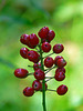 Red Baneberry