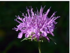 Wild Bergamot