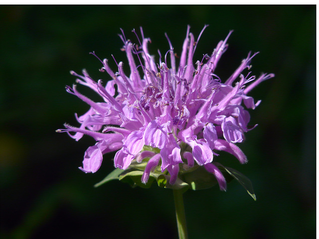 Wild Bergamot