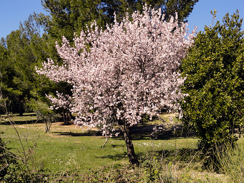 Dans les Alpilles au mois de Mars, Almond Tree in bloom in the Alpilles