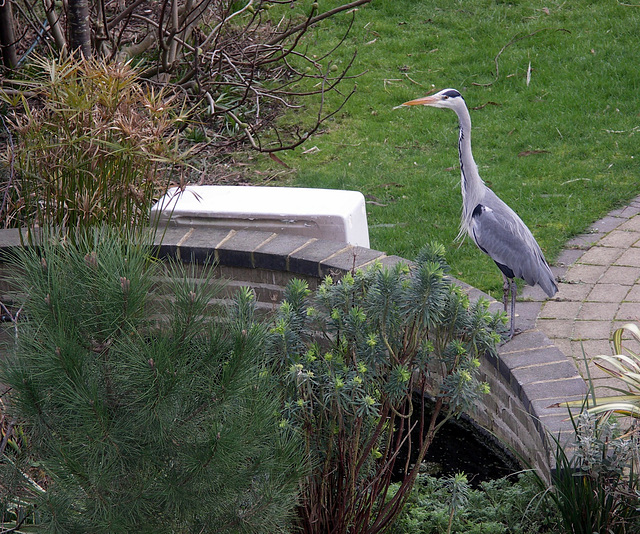 Heron in Sydenham SE26