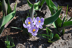 The Keukenhof – Crocus