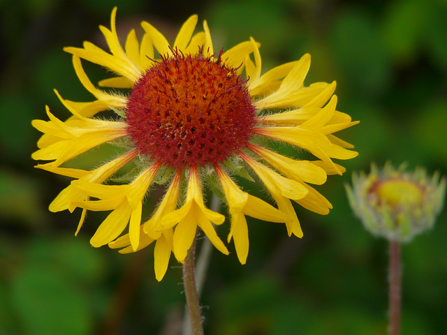 Common Gaillardia