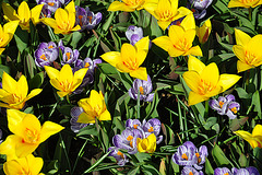 Keukenhof 2012 – Tulip and crocus